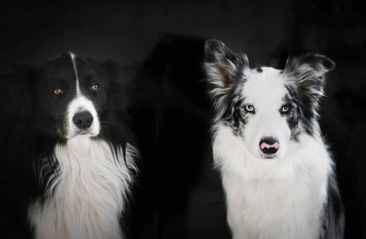 CBD 6% OLEJEK KONOPNY DLA PSÓW PSA KOTÓW KOTA 30ml FULL SPECTRUM CERTYFIKAT