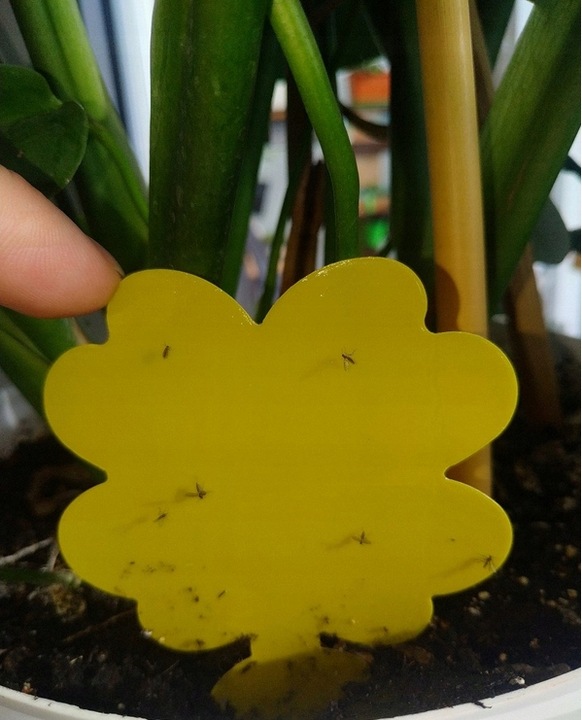 48x Żółty Lep Do Kwiatów Do Doniczek Ziemiórki Mszyce Muszki Owady Lepy