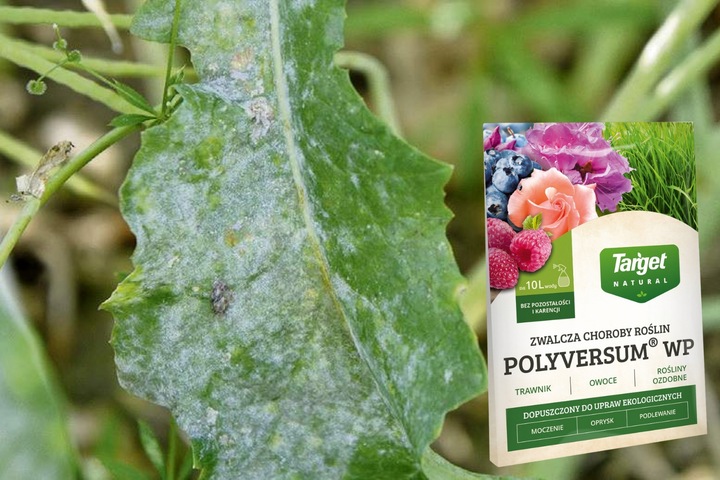 TARGET POLYVERSUM naturalna walka z grzybami P. oliganrum grzybobójczy 10g