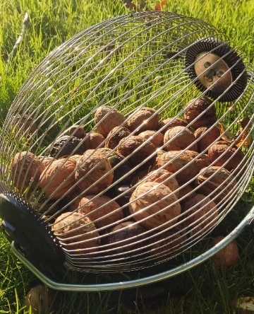 ZBIERACZ DO ORZECHÓW OWOCÓW ROZKŁADANY TELESKOPOWY ZBIERAK KASZTANÓW -