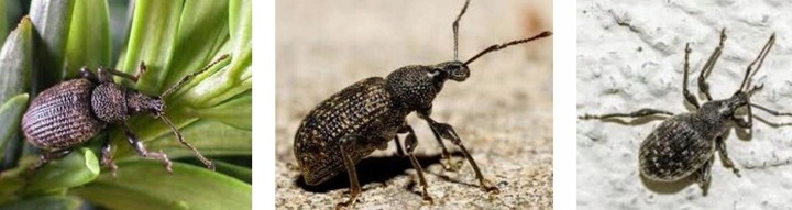 Agrecol GRAMMINI-LIMIT 10 g 394