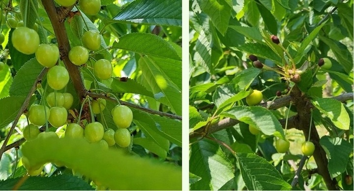 AdeSil krzemowy biostymuator wzrostu roślin 1 kg