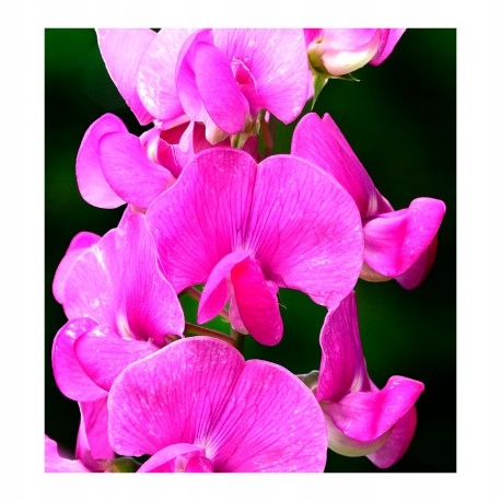 YODEYMA Paris_POETIC Eau de Parfum 50ml EDP