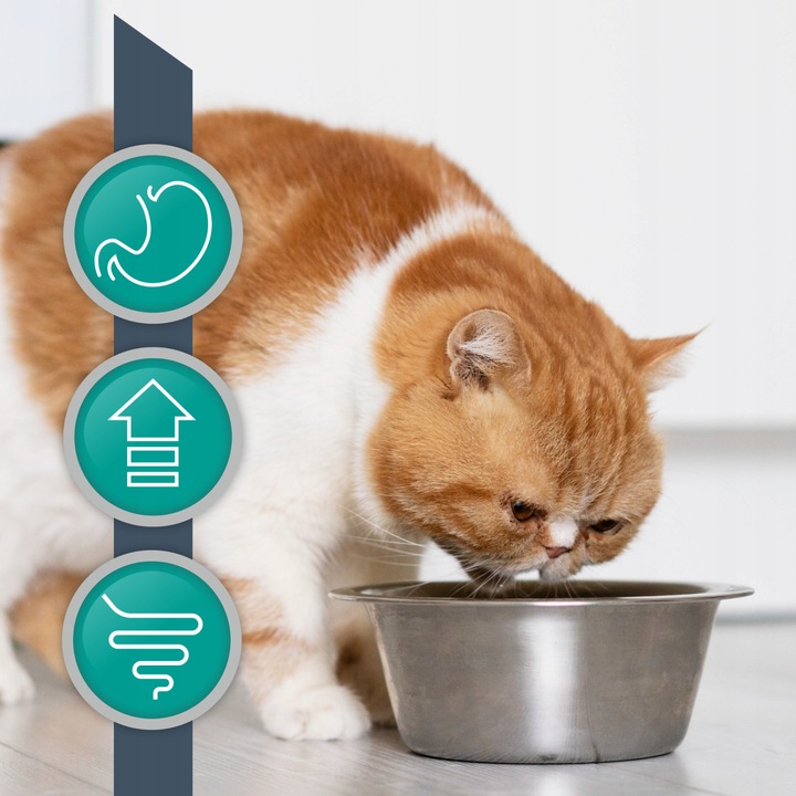 Mokra karma dla kota kurczak indyk VET EXPERT INTESTINAL12x saszetka 100g