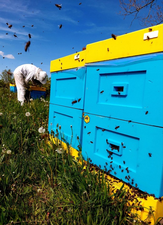 MIÓD LIPOWY - 1,2KG - PASIEKA KASZUBSKA