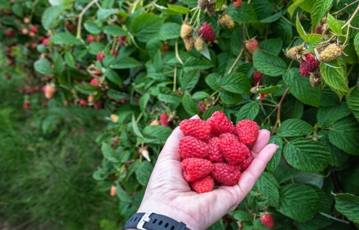 Linia kroplująca Z KOMPENSACJĄ nawadnianie kropelkowe 50m+56el. mocny wąż