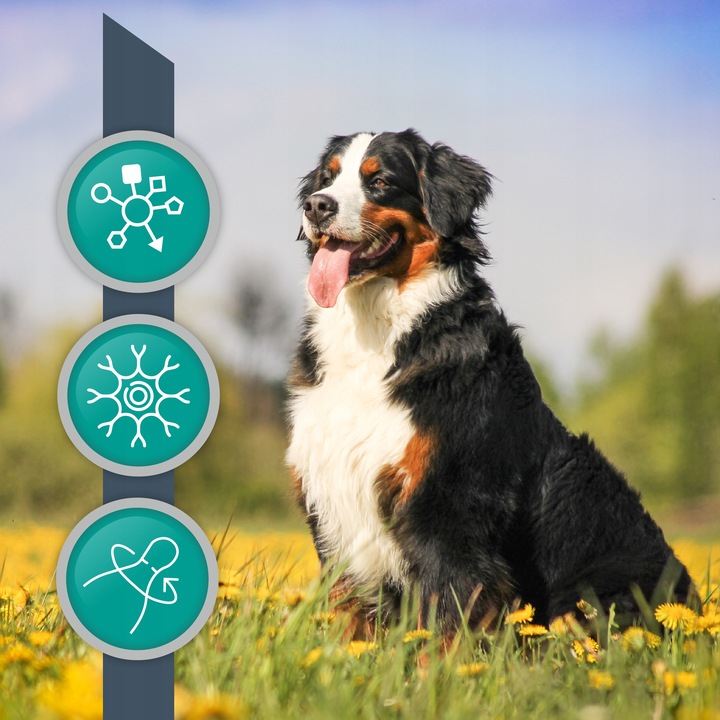 Preparat dla psów kotów na układ nerwowy Vet Expert Neurosupport 45 kaps