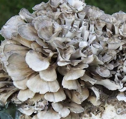 MAITAKE Grifola frondosa ekstrakt 100ml
