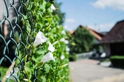 SIATKA OGRODZENIOWA 150 cm OCYNK + PCV ZIELONA drut 3,0 mm rolka 10mb 1,50m