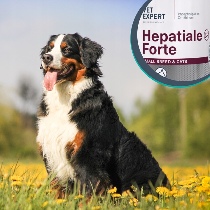 Suplement dla psów kotów wsparcie wątroby Vet Expert Vet Hepatiale 40 kaps