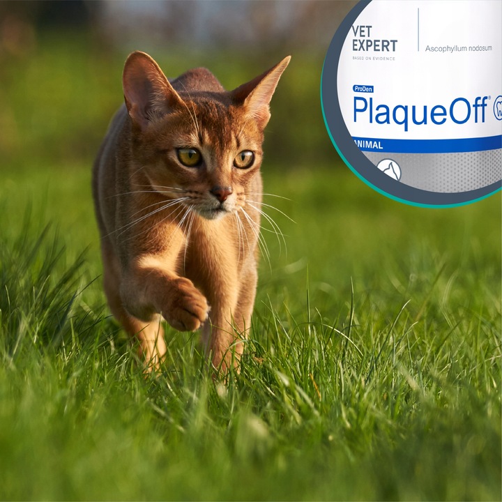 Proszek do ZĘBÓW preparat dla psów i kotów kamień VET EXPERT PLAQUE OFF 40g