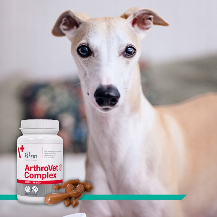 Suplement dla psów małych ras na stawy VET EXPERT ArthroVet Complex 60 kap.