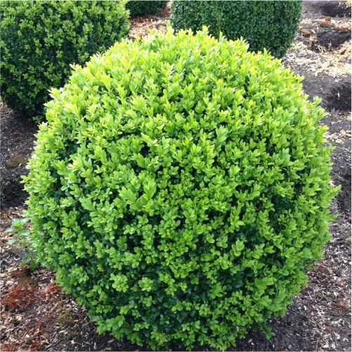 Feromon CDP do zwalczania ćmy bukszpanowej - PROPHER - 5 sztuk