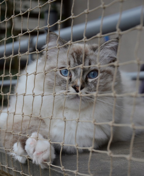 ZESTAW SIATKA NA BALKON 4x3 DLA KOTA Z DRUCIKIEM PREMIUM 110g BEZ WIERCENIA