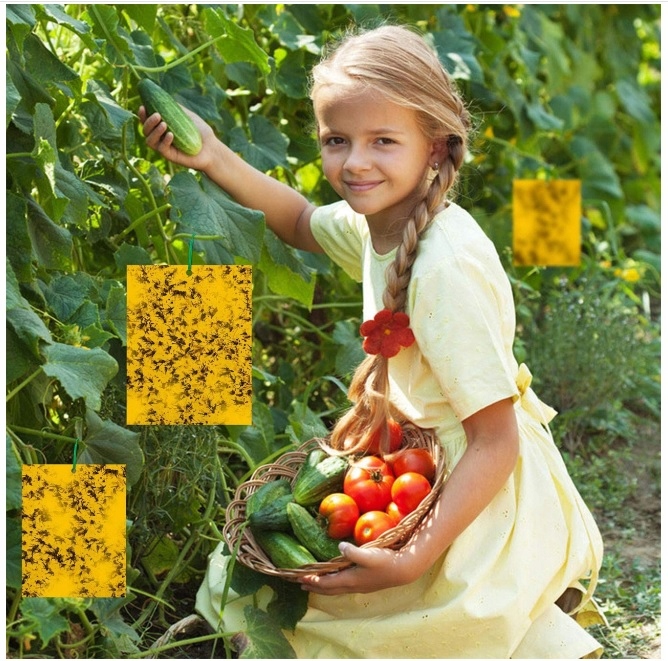 Żółte tablice lepowe na ziemiórki 10 szt. Dwustronny Lep, Biodegradowalne