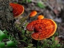 Reishi Ganoderma Lucidum 50g - ZDROWIE ODPORNOŚĆ