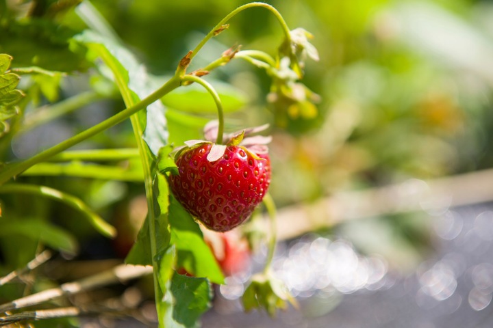 Truskawka liofilizowana plastry 100g Owoce Jakość