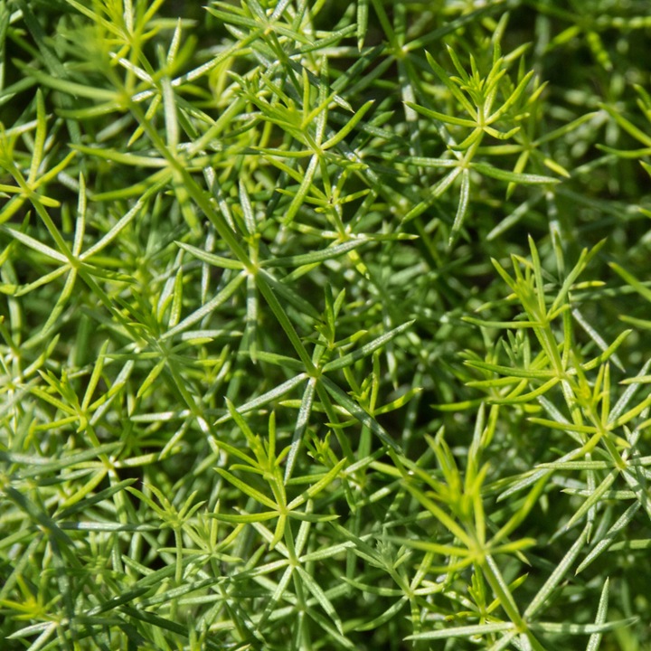 PRZYTULIA CZEPNA LIMFA DETOKS OBRZĘKI ziołowy naturalny 100% 60 kaps.