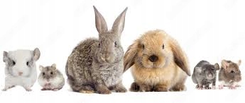 PETBIOM 21G PROBIOTYK DLA PSA, KOTA, GRYZONI BRAK PROBLEMÓW JELITOWYCH 7x3g