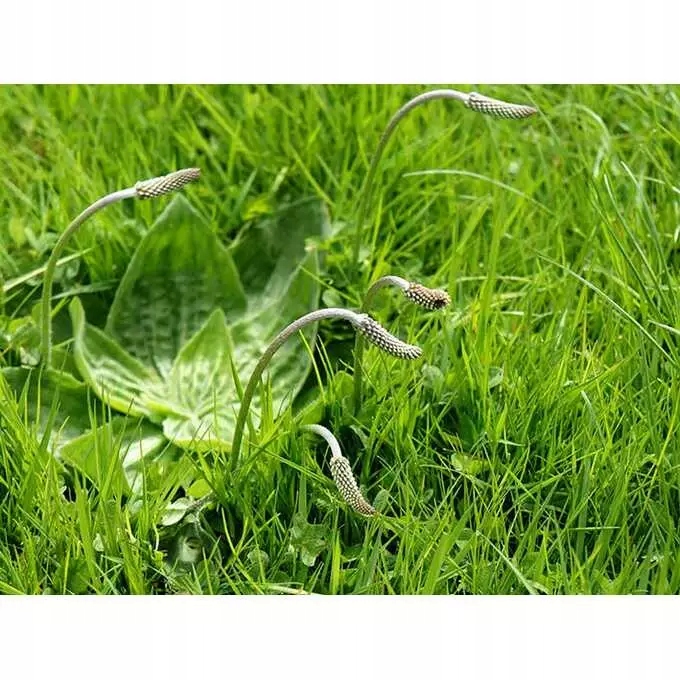 Roundup 360 SL Plus 5l glifosat, herbicyd, perz