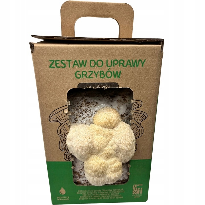 Soplówka Jeżowata MUSHROOMS GROW KIT grzybnia