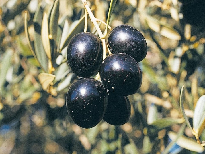 CAZORLA PICUAL hiszpańska oliwa extra virgin 1L