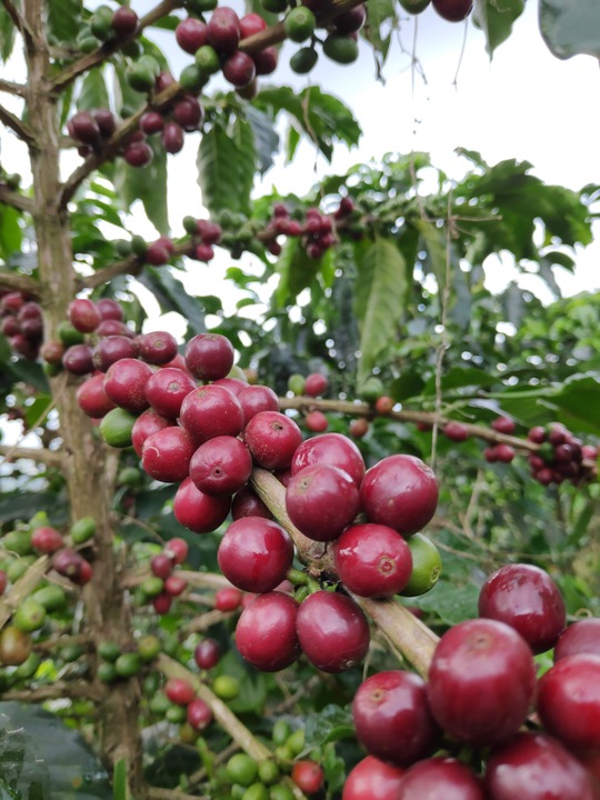 KAWA ZIARNISTA 2kg BRAZYLIA blend ŚwieżoPalona do KAW MLECZNYCH do EKSPRESU