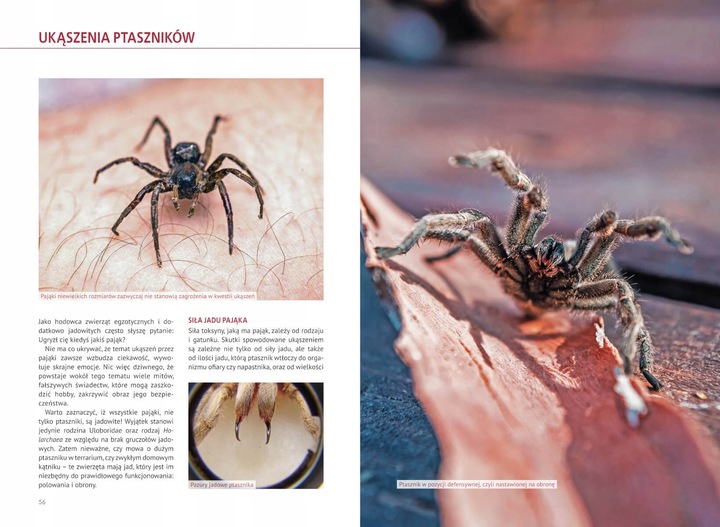 Atlas Pająków Książka O Pająkach Hodowlanych Encyklopiedia P. Malgrab SBM