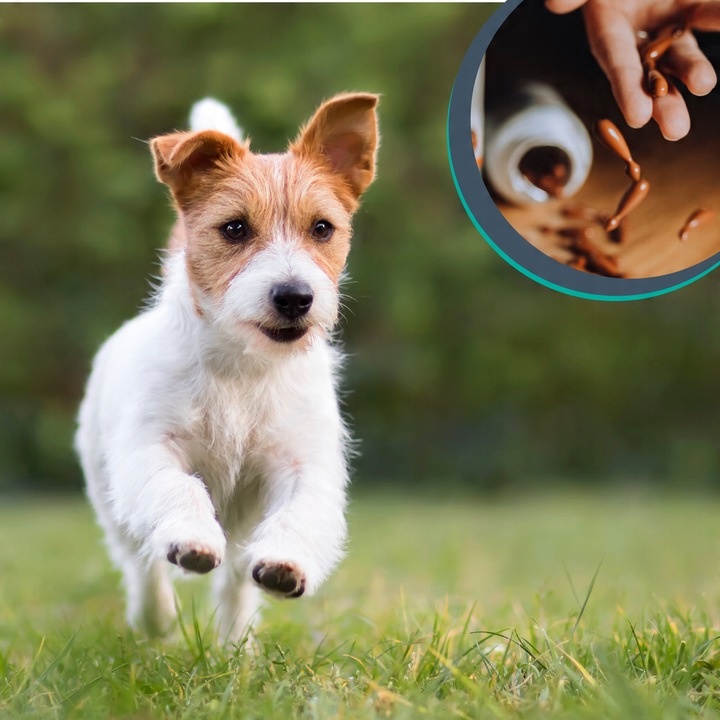 Preparat dla psów kotów na nerki Vet Expert Renalvet 60 kapsułek twist-off