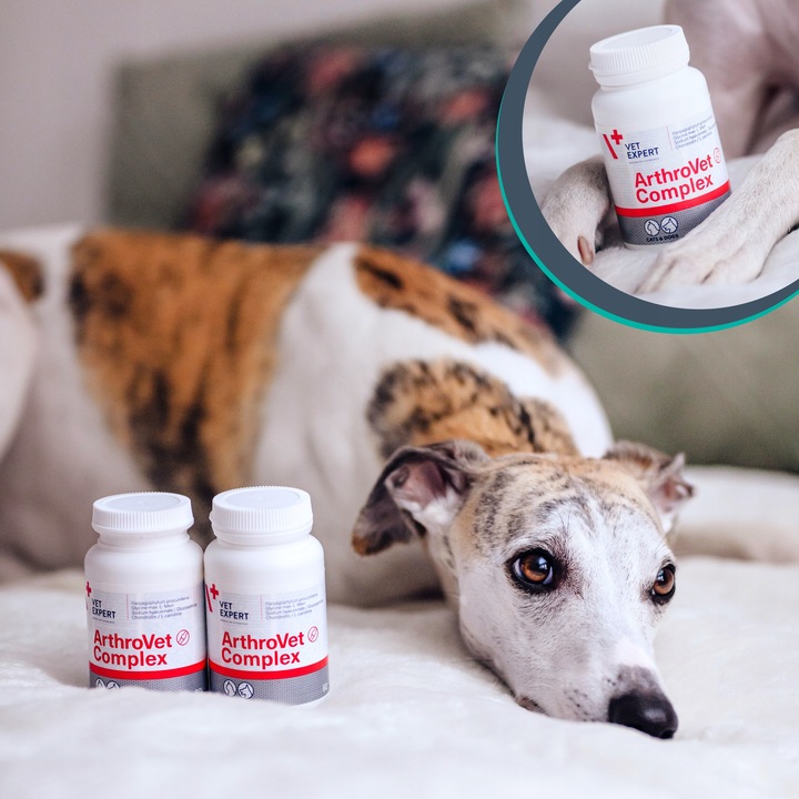 Suplement dla psów małych ras na stawy VET EXPERT ArthroVet Complex 60 kap.