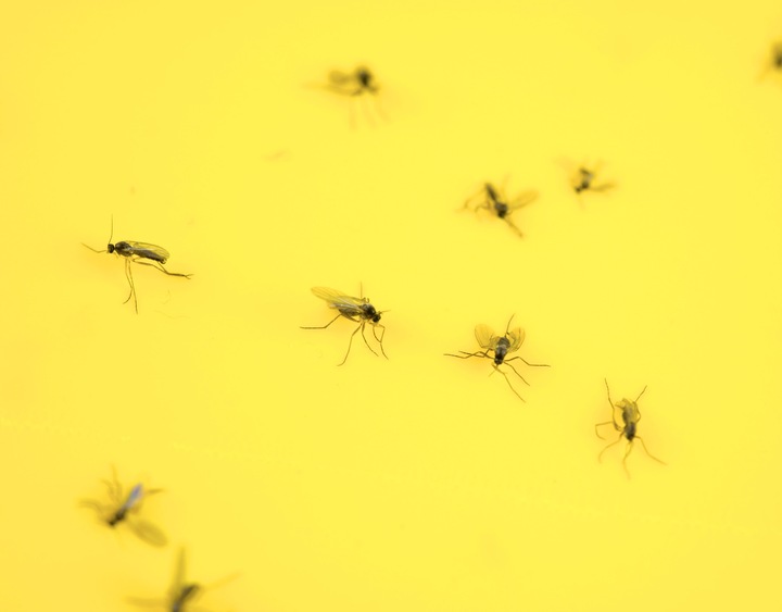 LEP DO DONICZEK SZKLARNI NA MSZYCE ZIEMIÓRKI MUSZKI MRÓWKI NO PEST (60 SZT)