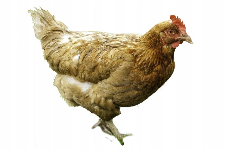 Kurka Naturka Nioska Sypka pasza dla kur 25kg