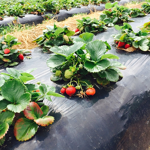 BioCover Materiał do Ściółkowania 1x20m | Ekologiczny i Biodegradowalny