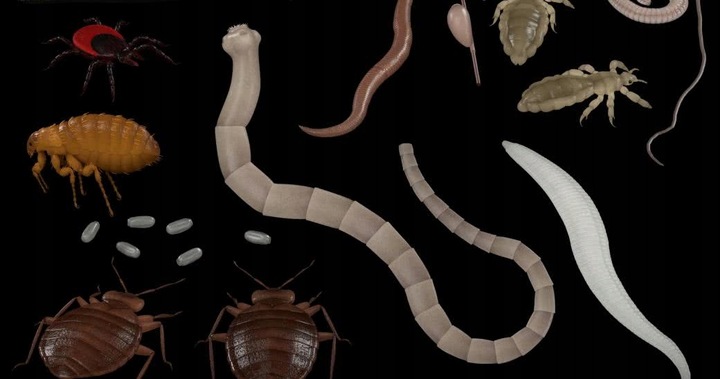 PREMIUM- Czosnek i Goździki- NOWOŚĆ! 400mg WOLNY OD PASOŻYTÓW- bibhitaka