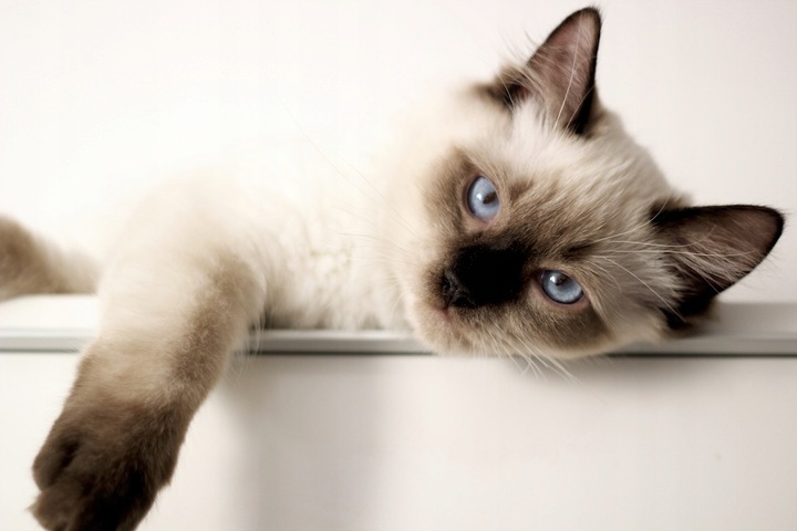 Brit Care Cat Grain Free Sterilized Urinary Sucha Karma dla Kota 7kg