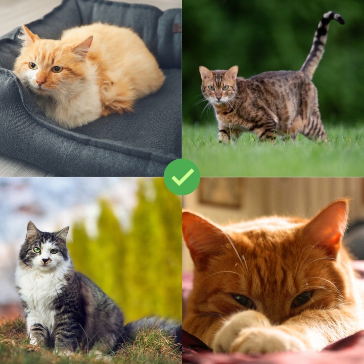 PREPARAT NA PCHŁY I KLESZCZE DLA KOTA NA PÓŁ ROKU KROPLE 6 SZT DIMETHICON