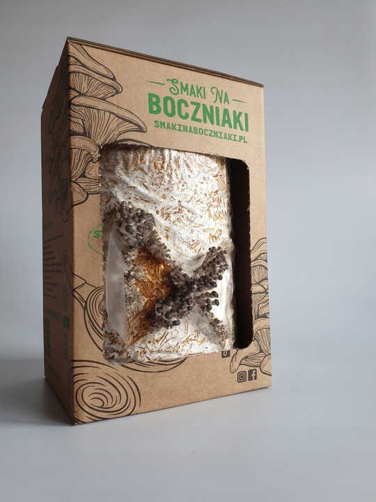 Grzybnia do uprawy domowej boczniak ostrygowaty