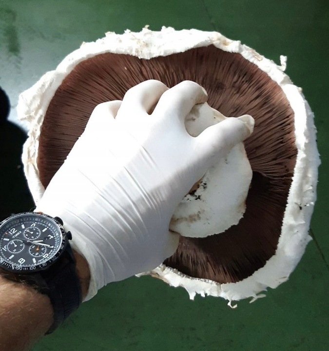 3 Faza Grzybnia Pieczarki Zestaw XL + gratis 6w1