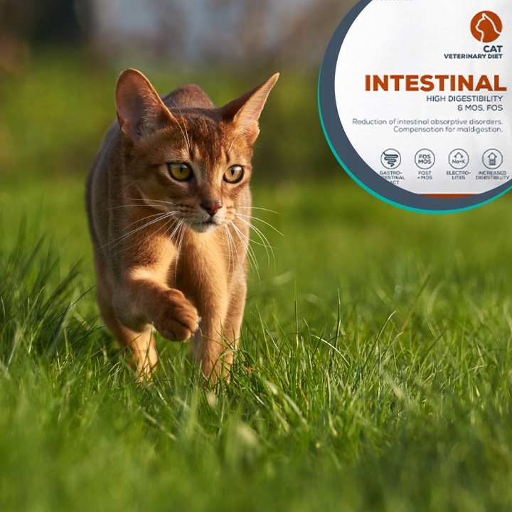 Mokra karma dla kota kurczak indyk VET EXPERT INTESTINAL12x saszetka 100g