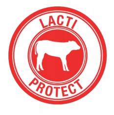 BASIC MILK preparat mlekozastępczy dla cieląt