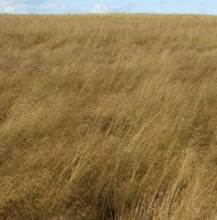 LENTIPUR 1L na chwasty