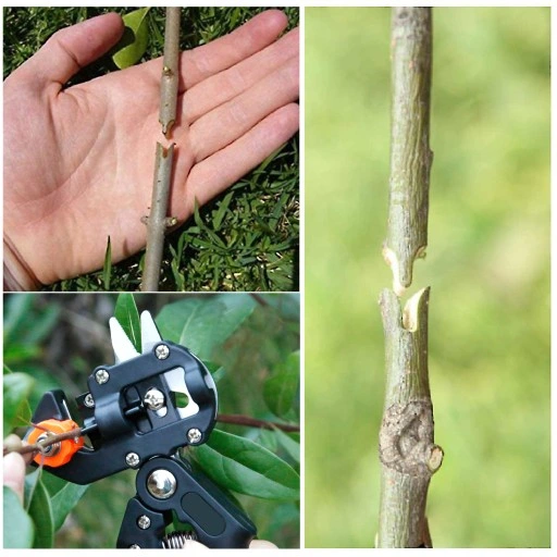 SEKATOR DO SZCZEPIENIA DRZEW I KRZEWÓW ETUI 3 MATRYCE x2 TAŚMA DO SZCZEPIEŃ