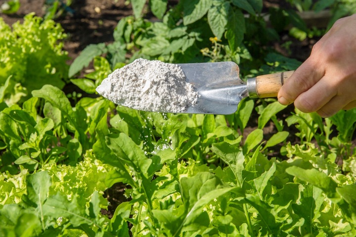 Ziemia okrzemkowa Diatomit 10 kg na ptaszyńca u kur dla drobiu