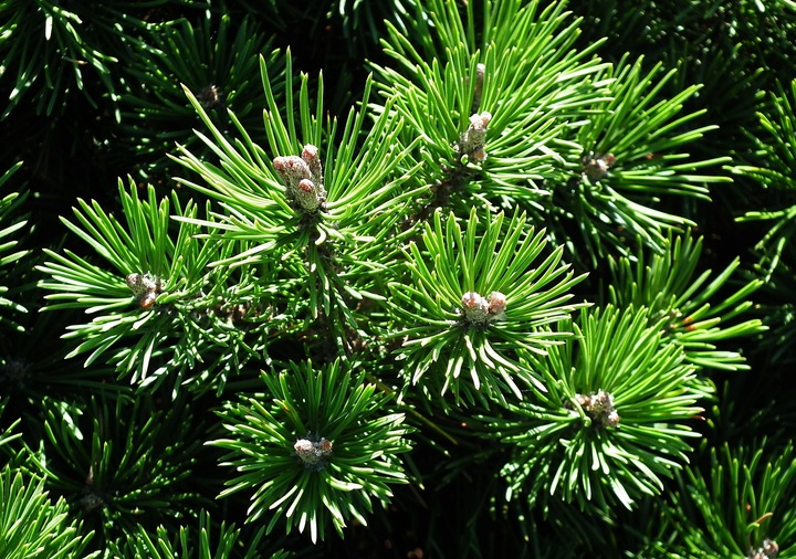 BIOPON Nawóz do Iglaków 5kg NPK i mikroskładniki