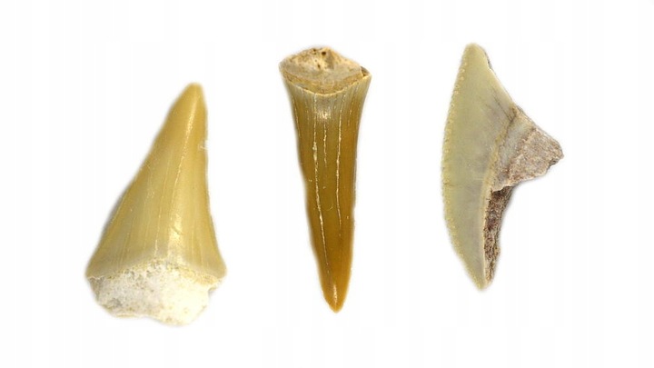 Mikroskop dla dziecka Delta Optical Biolight 300