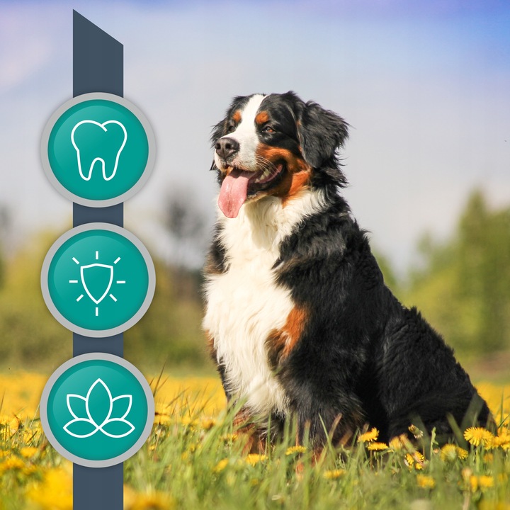 Proszek do zębów preparat dla psów i kotów Vet Expert Plaque Off 20 g