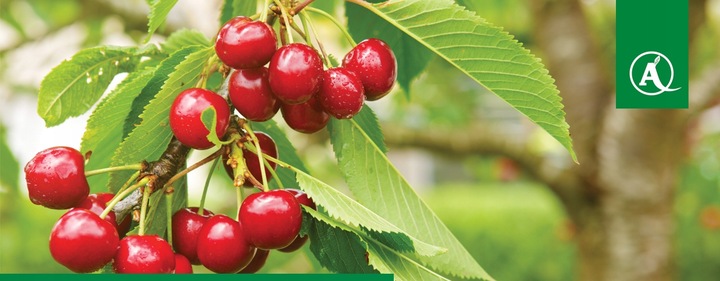 FUSILADE FORTE 150EC 1L CHWASTNICA PERZ MIOTŁA ŚRODEK CHWASTOBÓJCZY CHWASTY