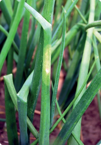 AMISTAR 50ML fungicyd na mączniaka rdzę i inne