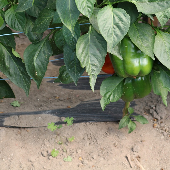 BioCover Materiał do Ściółkowania 1x20m | Ekologiczny i Biodegradowalny