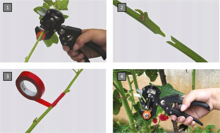 SEKATOR NOŻYCOWY NOŻYCE DO SZCZEPIEŃ OKULIZACJI DRZEW TAŚMA GRATIS